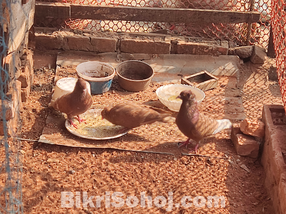 মুম্বাই কবুতর জোড়া